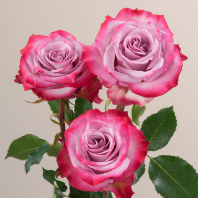 Роза "Deep Purple"