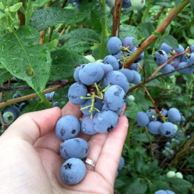 Голубика "Bluecrop"