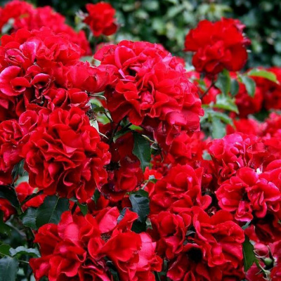 Роза "Roter Korsar"