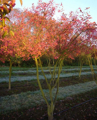 Бересклет европейский "Red Cascade"