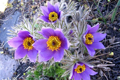 Прострел "Bells Violet"