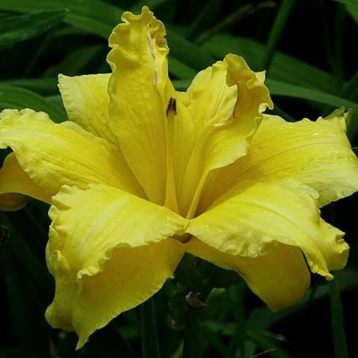 Лилейник "Double Yellow"