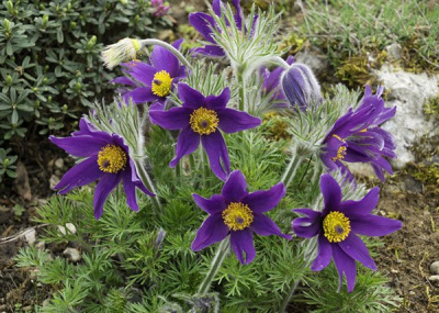 Прострел "Bells Violet"