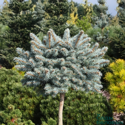 Ель колючая "Glauca" на штамбе