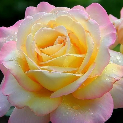 Роза "Gloria Dei / Mme. A. Meilland"