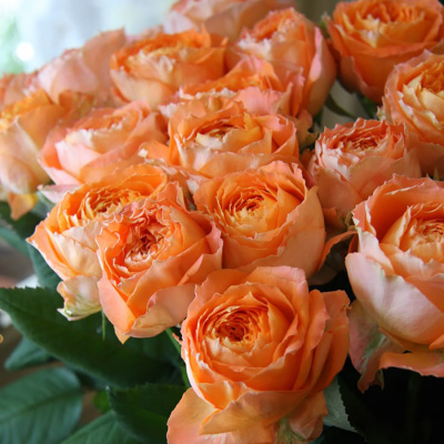 Роза "Orange Romantica"