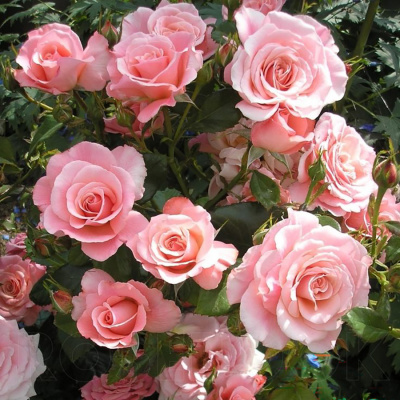 Роза "Tickled Pink"