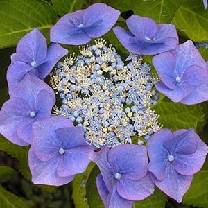 Гортензия крупнолистная "Blaumeise"