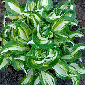 Хоста "Undulata Mediovariegata"