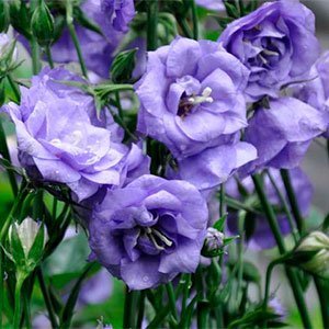 Колокольчик персиколистный "La Belle Blue"