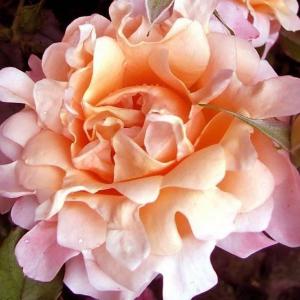 Роза "Ruffles Dream"