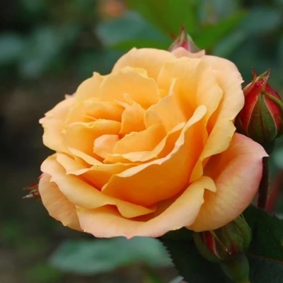 Роза "Clementine"