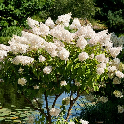Гортензия метельчатая "Grandiflora"