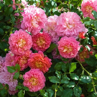 Роза "Christopher Marlowe"