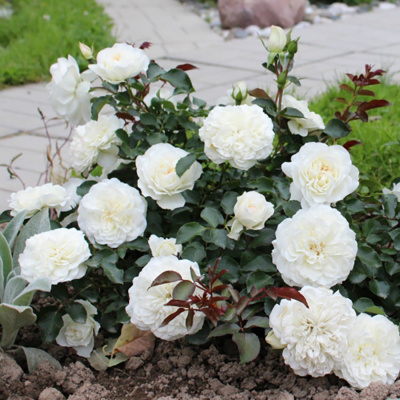 Роза "White Meidiland"