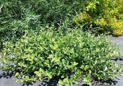 Ива ползучая "Green Carpet"